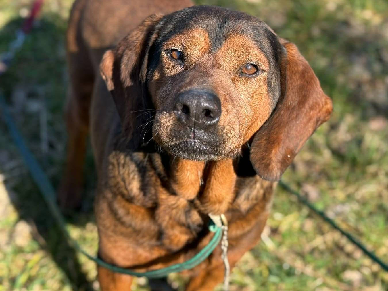 Adotta un cane, maschio, 10 anni e 2 mesi, Firenze