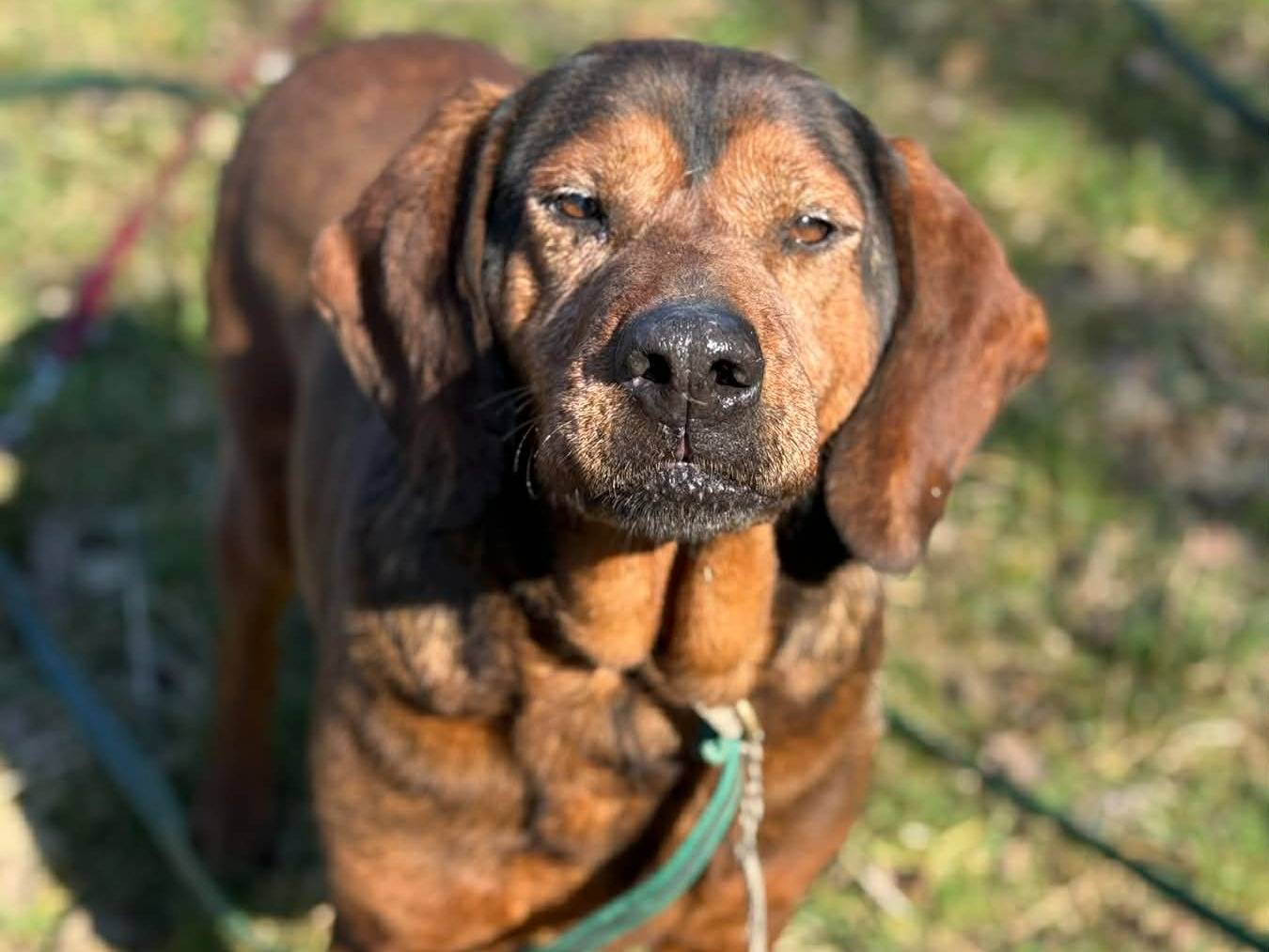 Adotta un cane, taglia media contenuta, maschio, Firenze
