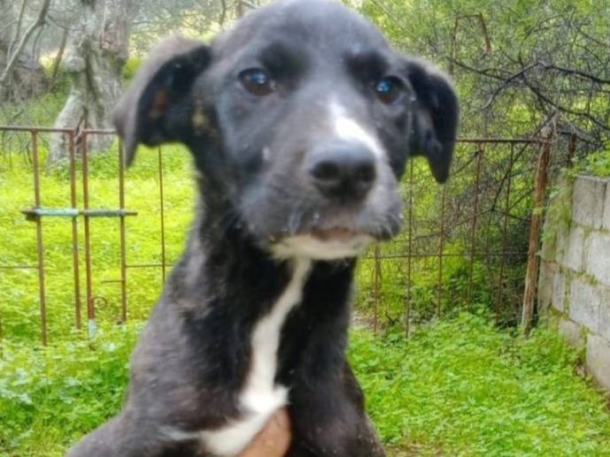 Adozione cane, maschio, Razza sconosciuta Razza sconosciuta, 3 mesi, taglia piccola, Cosenza