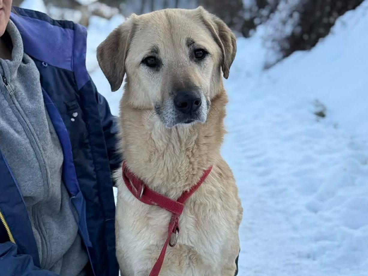 Adozione cane, maschio, Razza sconosciuta Razza sconosciuta, 5 anni e 2 mesi, taglia grande, Firenze