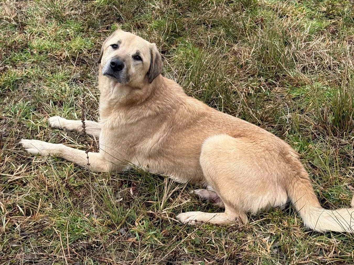 Adotta un cane, taglia grande, maschio, Firenze