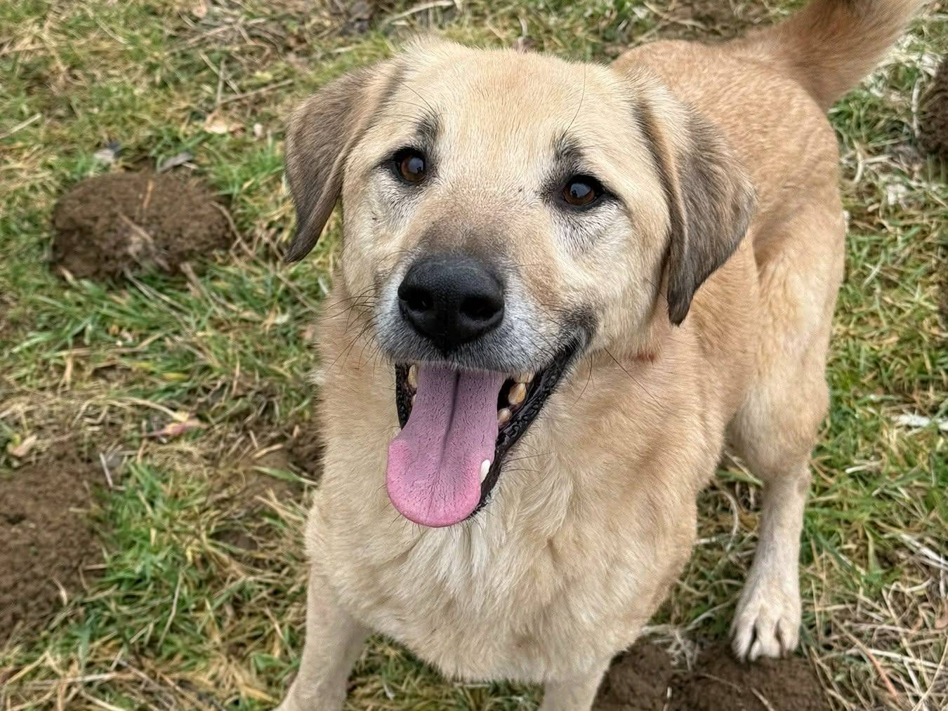 Vuoi adottare un cane a Firenze?