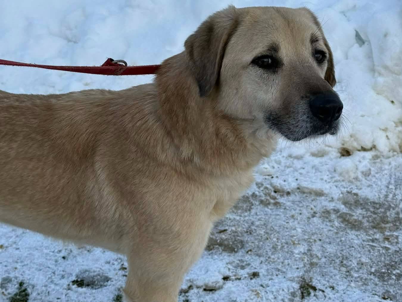 Adotta il cane ALEX a Firenze