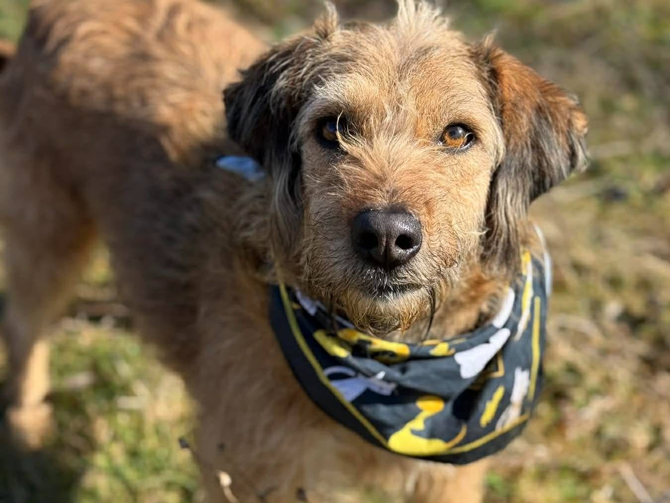 Adozione cane, femmina, Razza sconosciuta Razza sconosciuta, 4 anni e 11 mesi, taglia media, Firenze