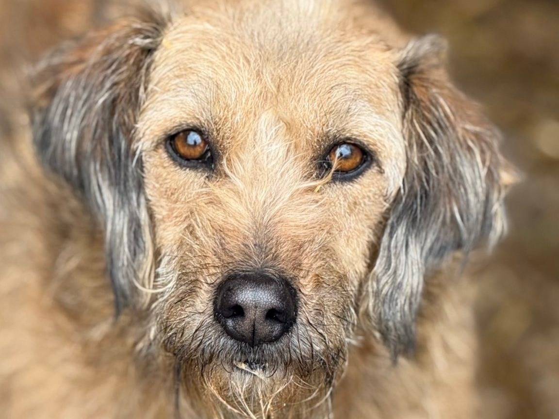 Adotta un cane, femmina, 4 anni e 11 mesi, Firenze