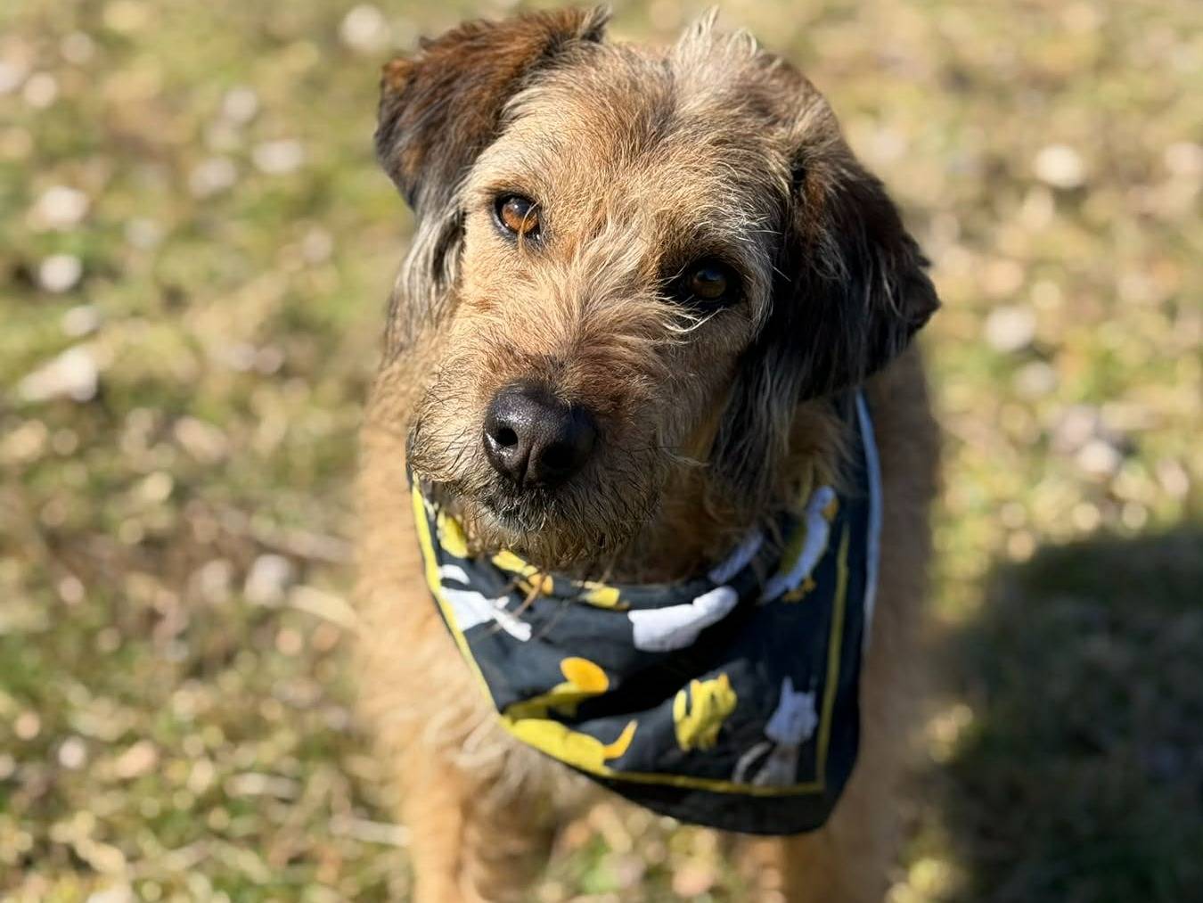 Adotta un cane, taglia media, femmina, Firenze