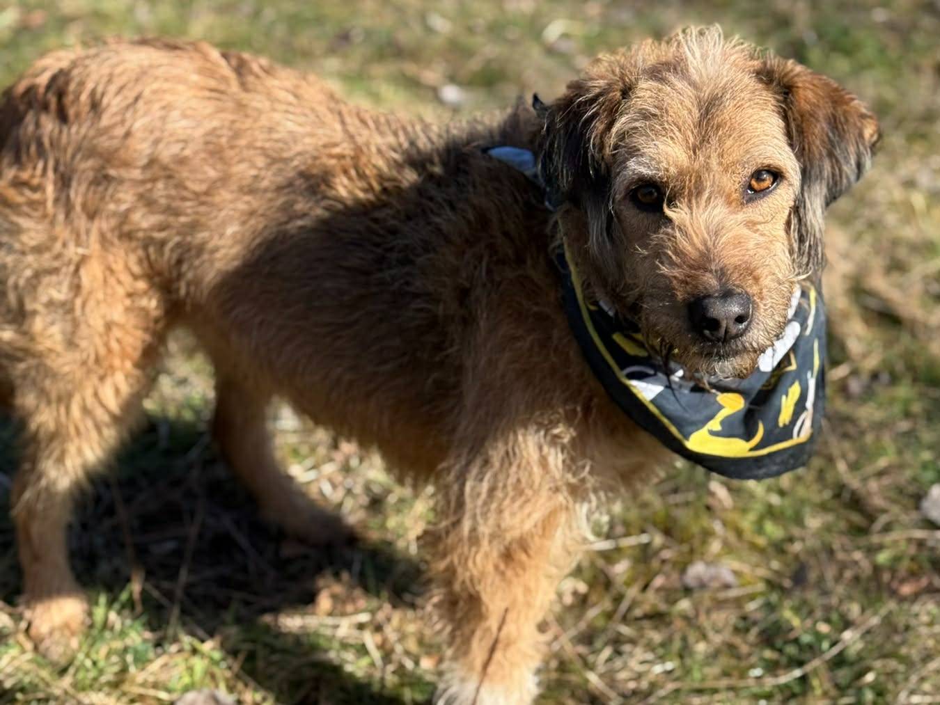 Adotta il cane SYRIA a Firenze