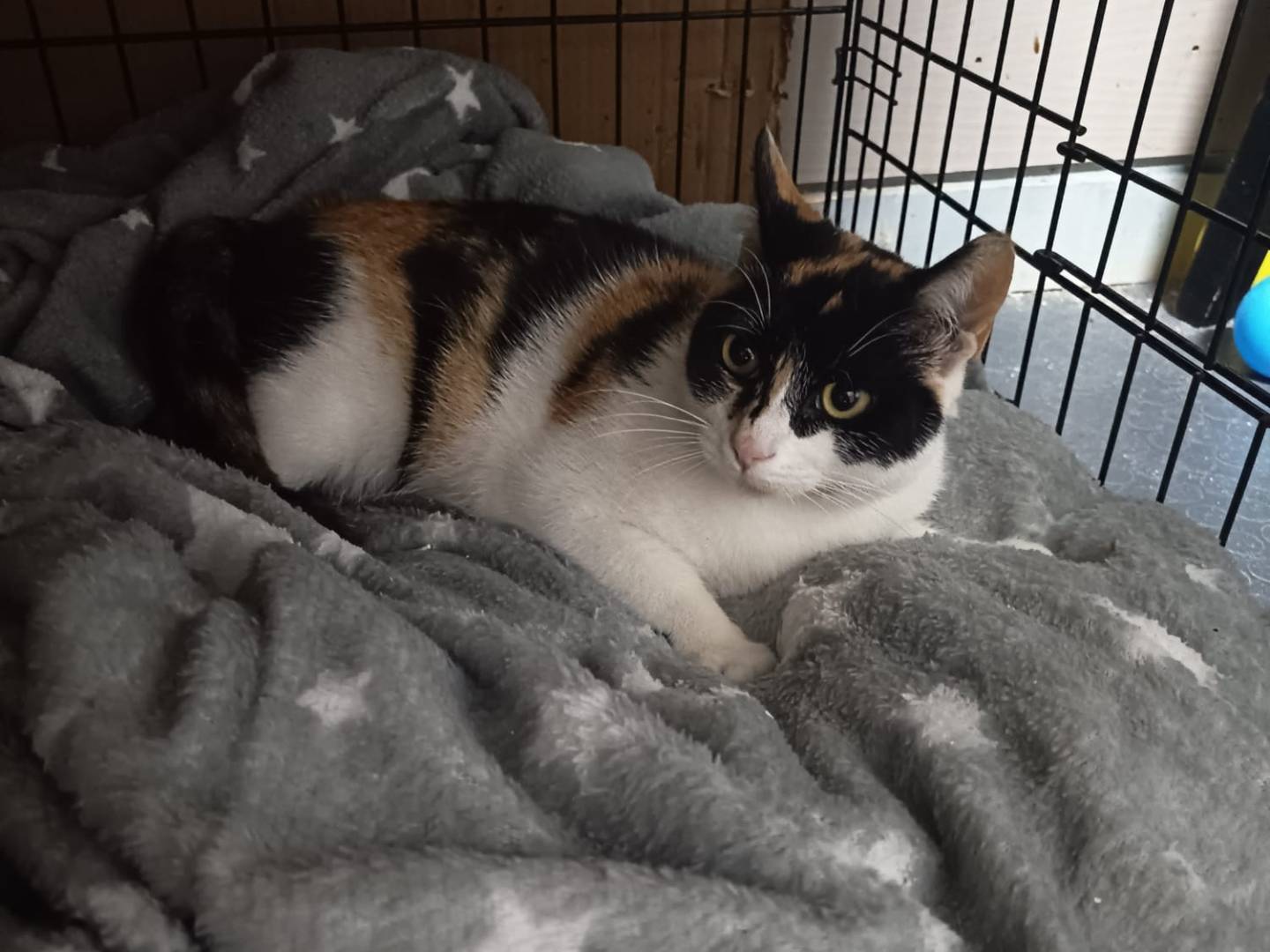 Adotta un gatto, femmina, 5 mesi, Vibo