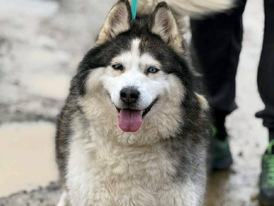 Adozione cane, femmina, Siberian Husky Razza sconosciuta, 7 anni e 5 mesi, taglia grande, Firenze