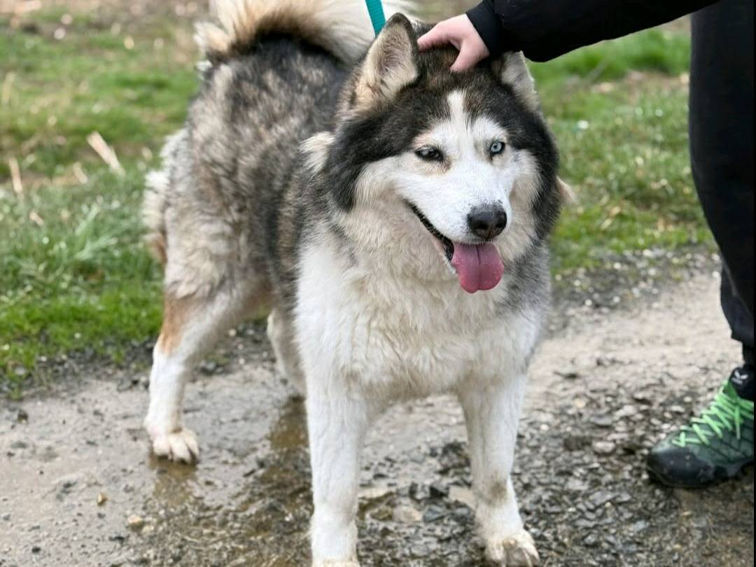 Adotta un cane, femmina, 7 anni e 5 mesi, Firenze