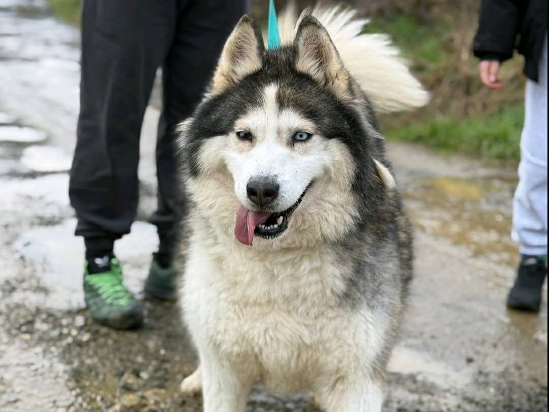 Adotta un cane, taglia grande, femmina, Firenze