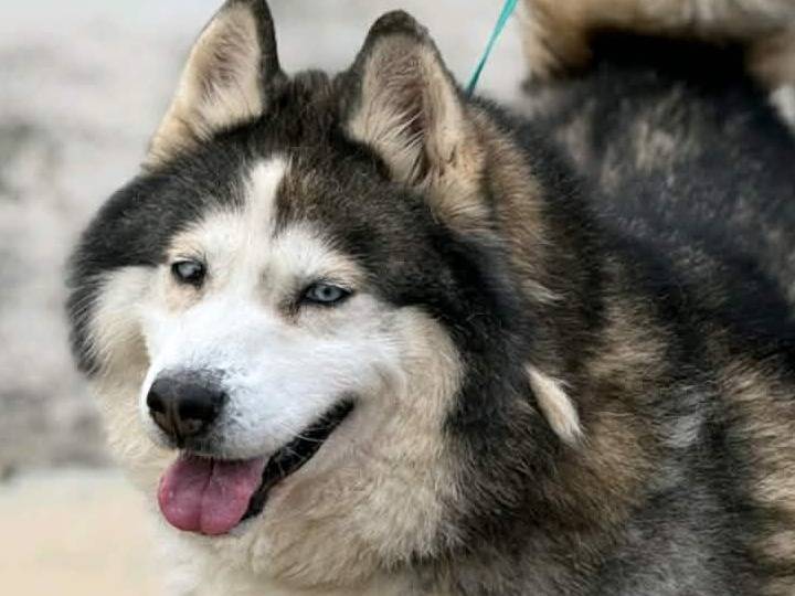 Vuoi adottare un cane a Firenze?