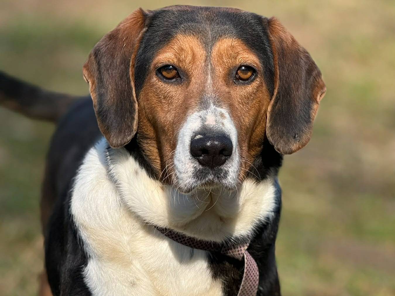Adozione cane, femmina, Razza sconosciuta Razza sconosciuta, 3 anni e 2 mesi, taglia media, Firenze