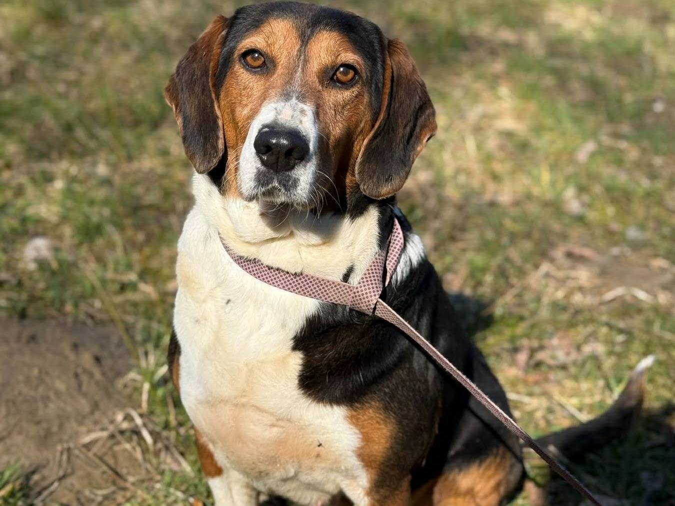 Adotta un cane, femmina, 3 anni e 2 mesi, Firenze