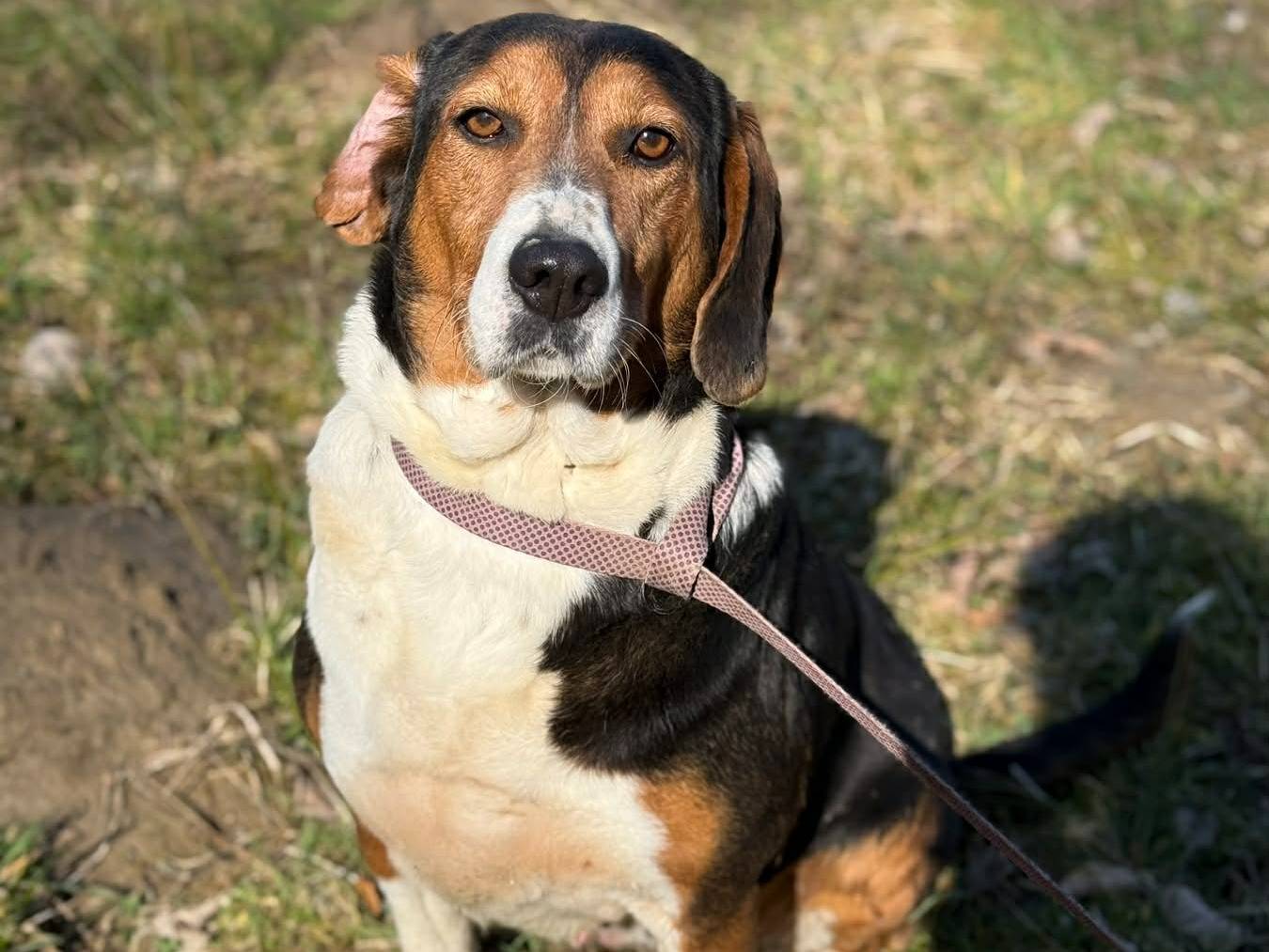 Vuoi adottare un cane a Firenze?