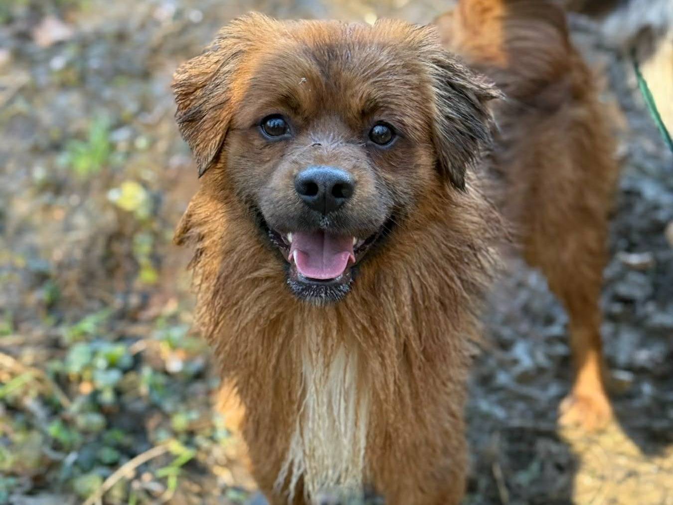 Adozione cane, maschio, Razza sconosciuta Razza sconosciuta, 2 anni e 2 mesi, taglia media contenuta, Firenze