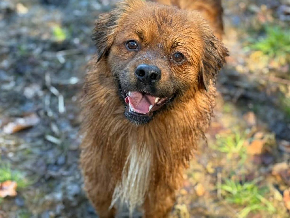 Adotta un cane, maschio, 2 anni e 2 mesi, Firenze