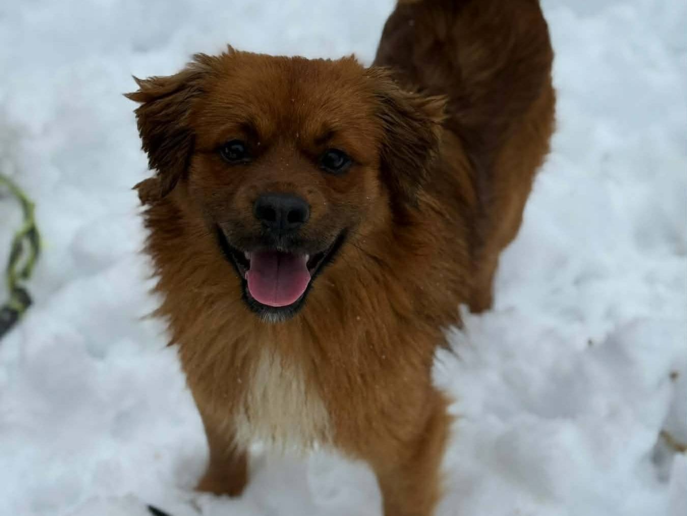 Adotta un cane, taglia media contenuta, maschio, Firenze