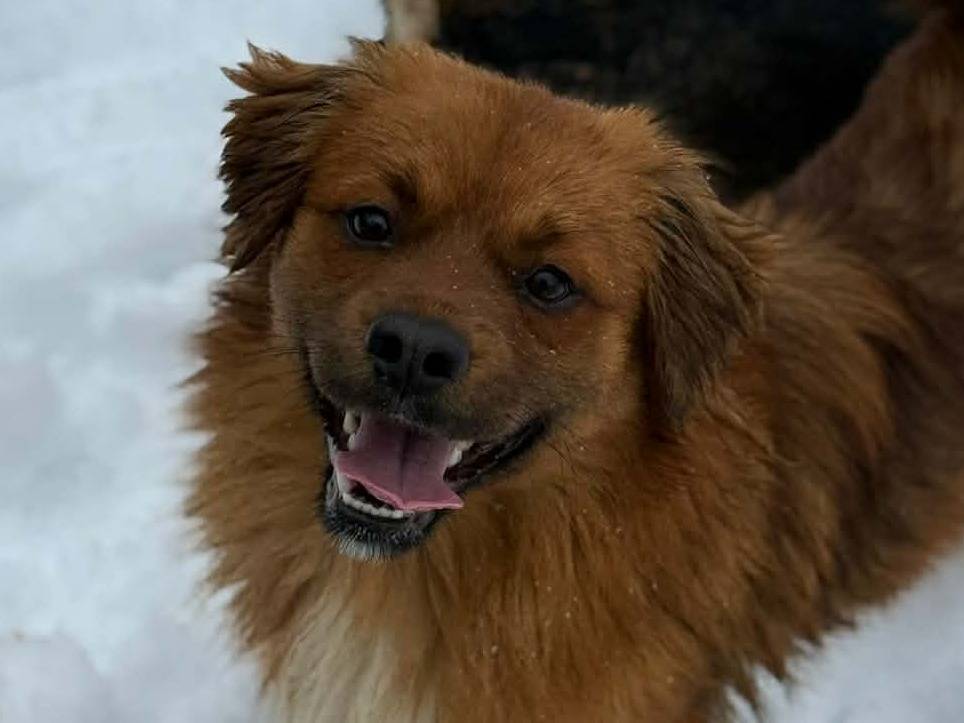 Vuoi adottare un cane a Firenze?