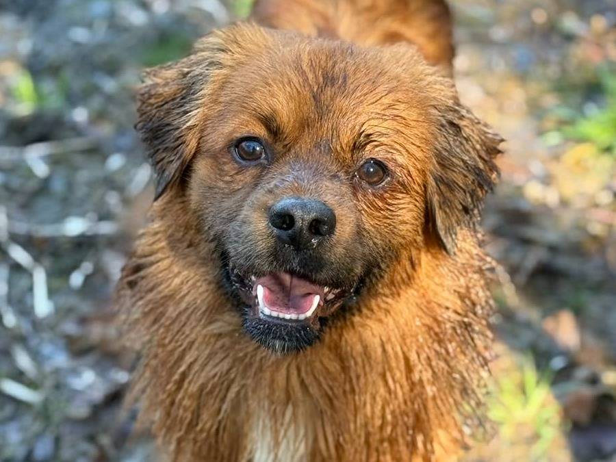 Adotta il cane FOX a Firenze