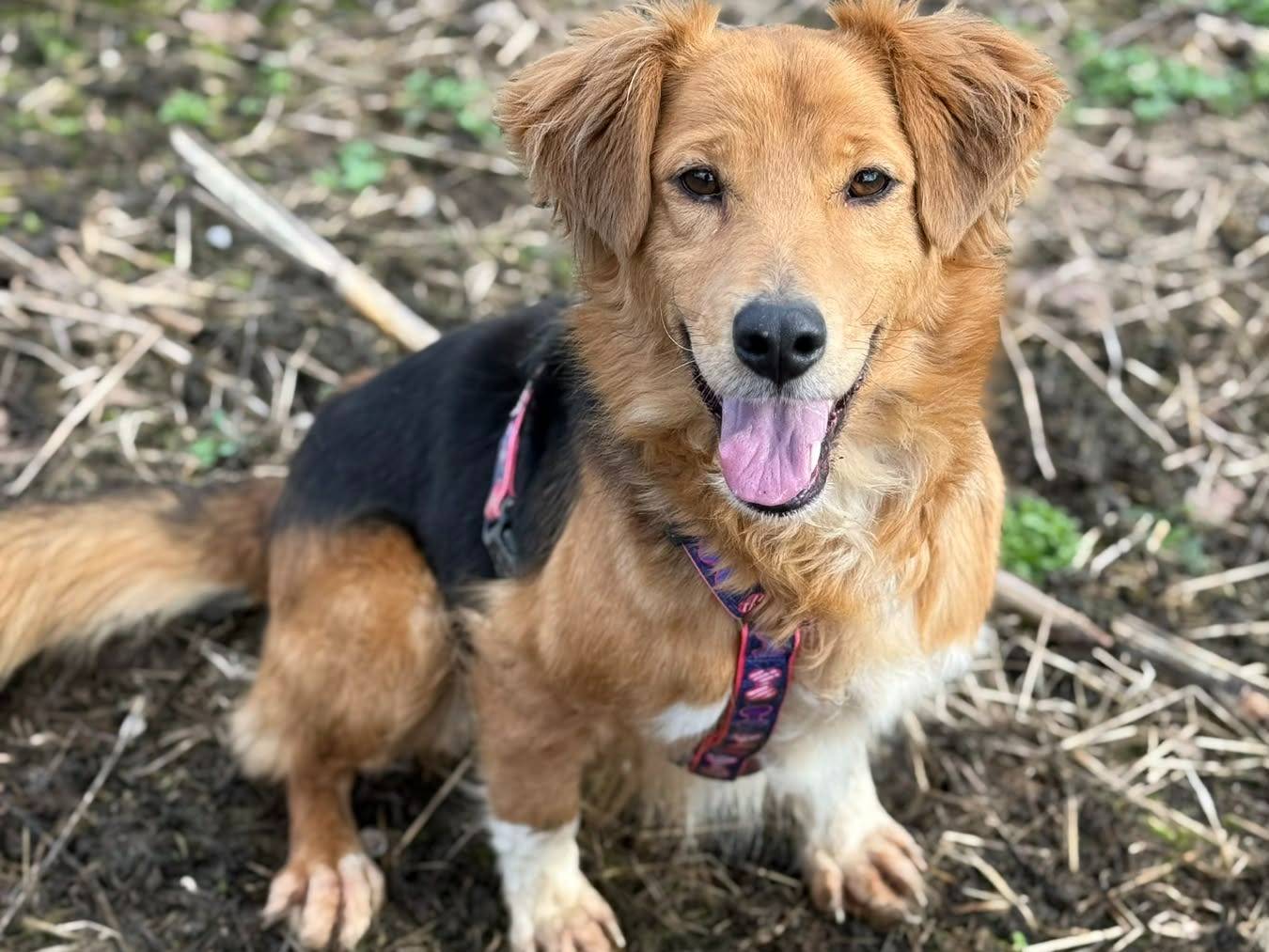 Adozione cane, femmina, Razza sconosciuta Razza sconosciuta, 5 anni, taglia media, Firenze