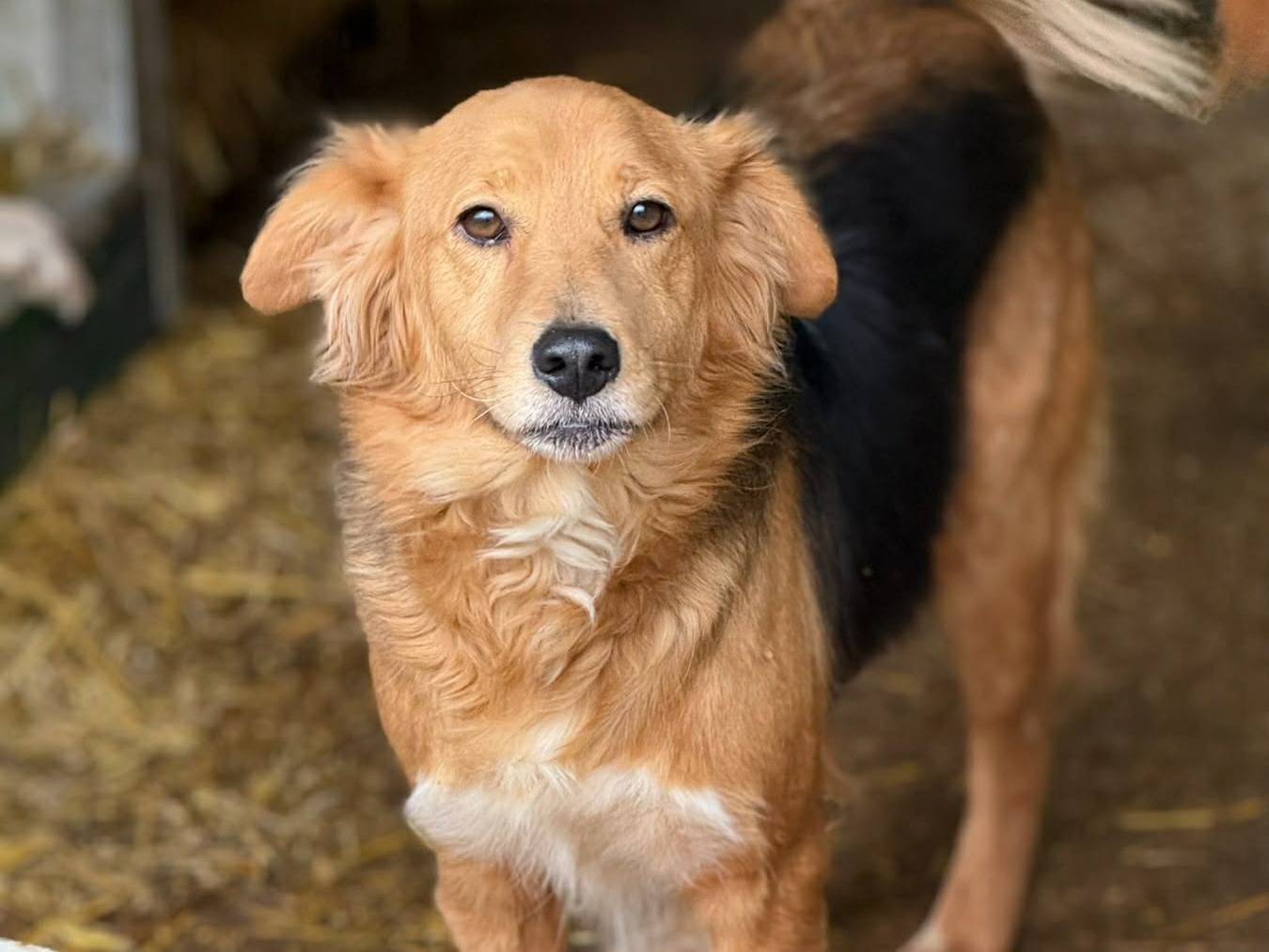 Adotta un cane, femmina, 5 anni, Firenze