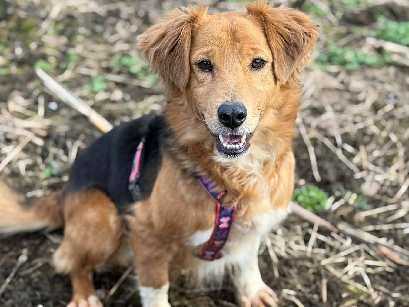 Adotta un cane, taglia media, femmina, Firenze