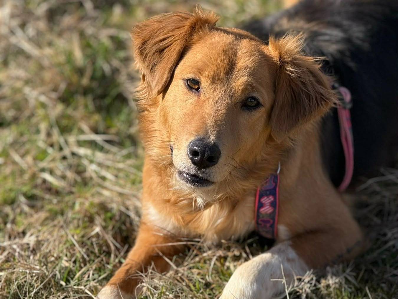 Vuoi adottare un cane a Firenze?