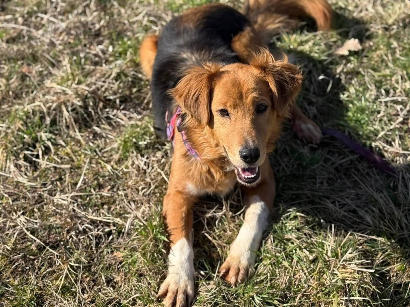 Adotta il cane MINDY a Firenze