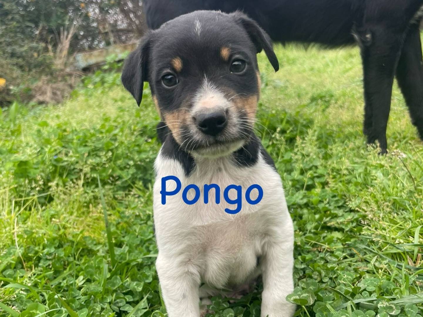 Adozione cane, maschio, Razza sconosciuta Razza sconosciuta, 2 mesi, taglia media contenuta, Firenze