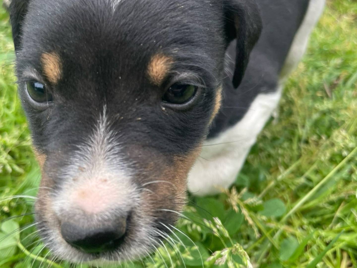 Adotta un cane, maschio, 2 mesi, Firenze