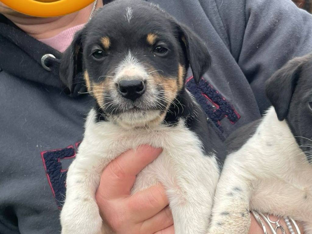 Adotta un cane, taglia media contenuta, maschio, Firenze