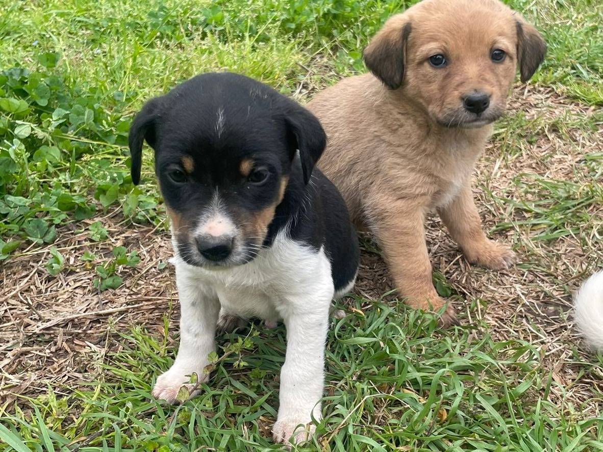 Vuoi adottare un cane a Firenze?