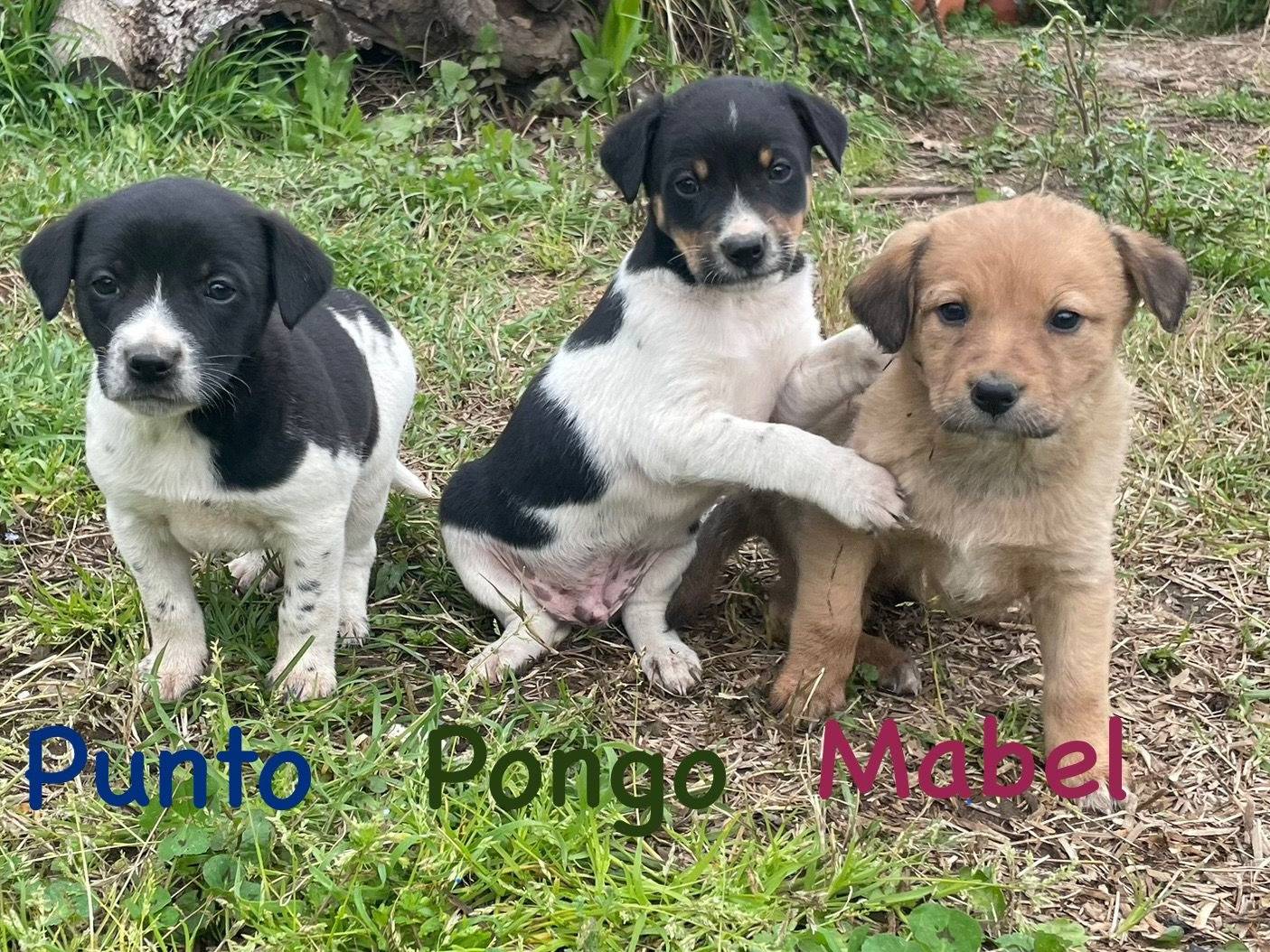 Adotta il cane PONGO a Firenze