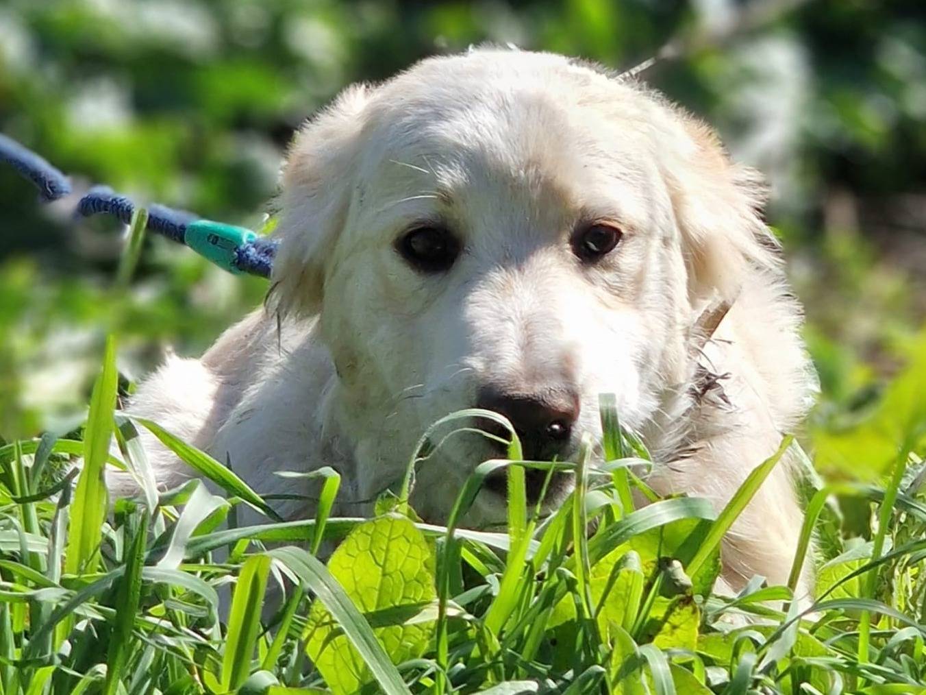 Adozione cane, maschio, Golden Retriever Razza sconosciuta, 6 mesi, taglia grande, Milano