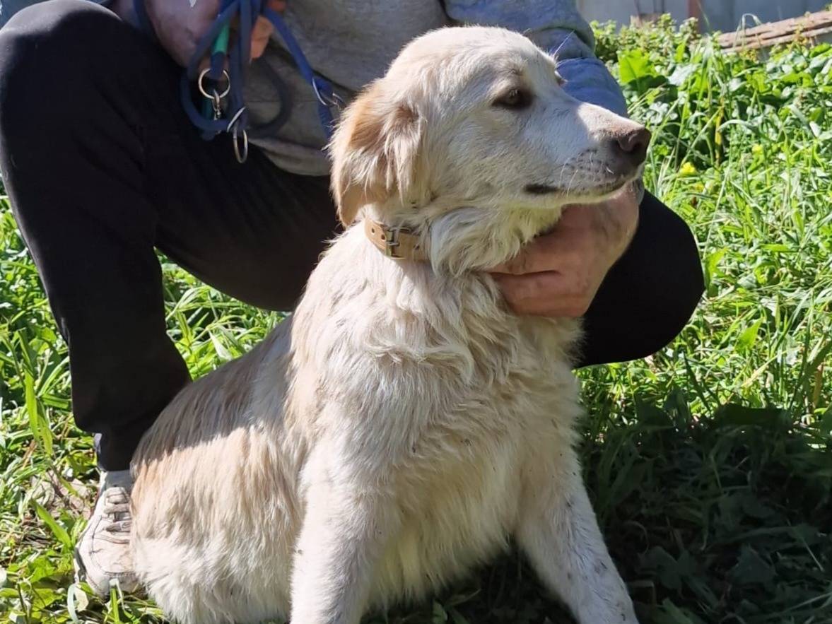 Adotta un cane, maschio, 6 mesi, Milano