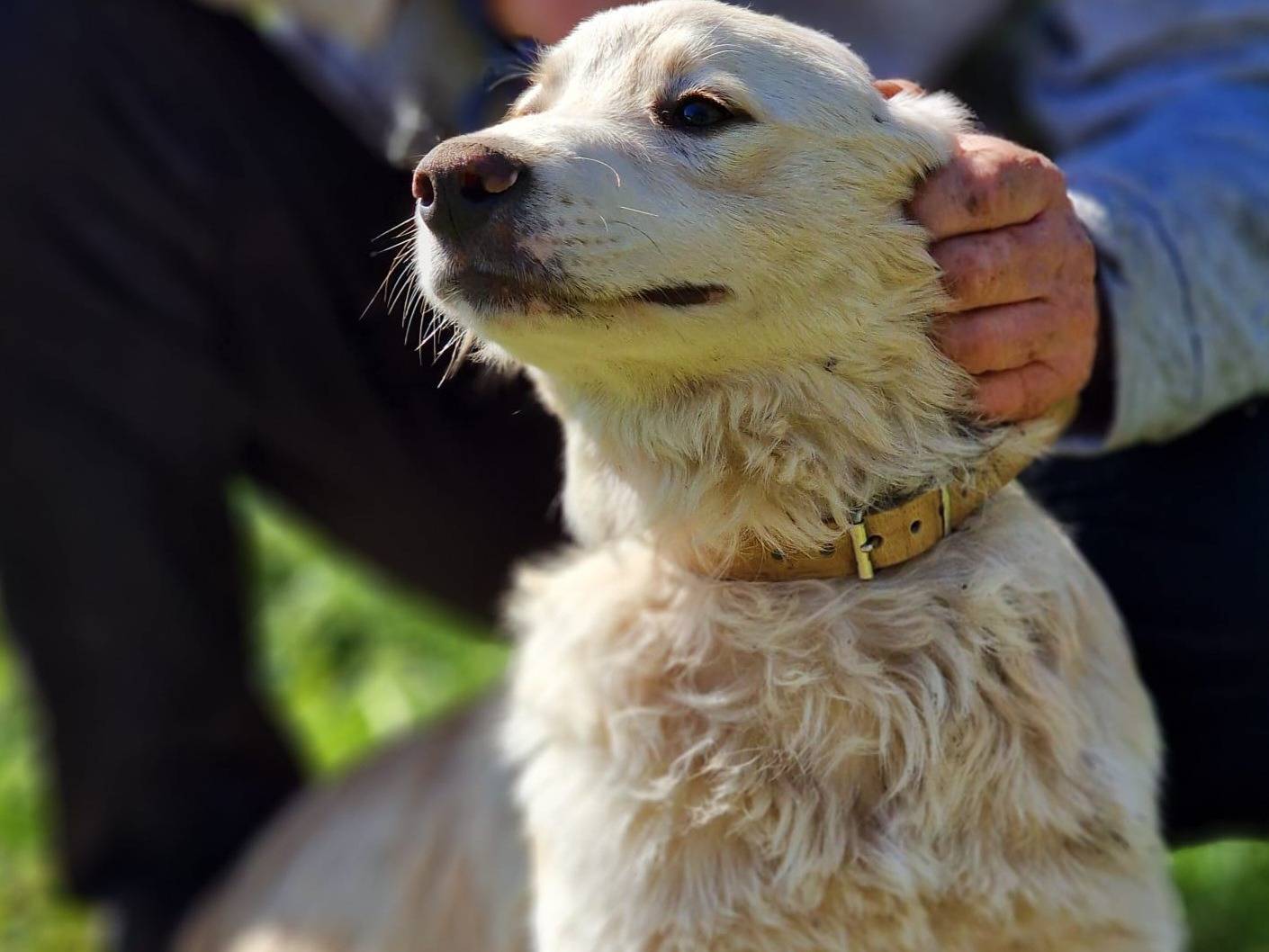 Adotta un cane, taglia grande, maschio, Milano