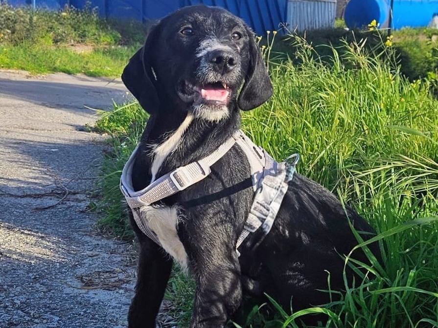 Adozione cane, femmina, Spinone Razza sconosciuta, 7 mesi, taglia media contenuta, Bologna