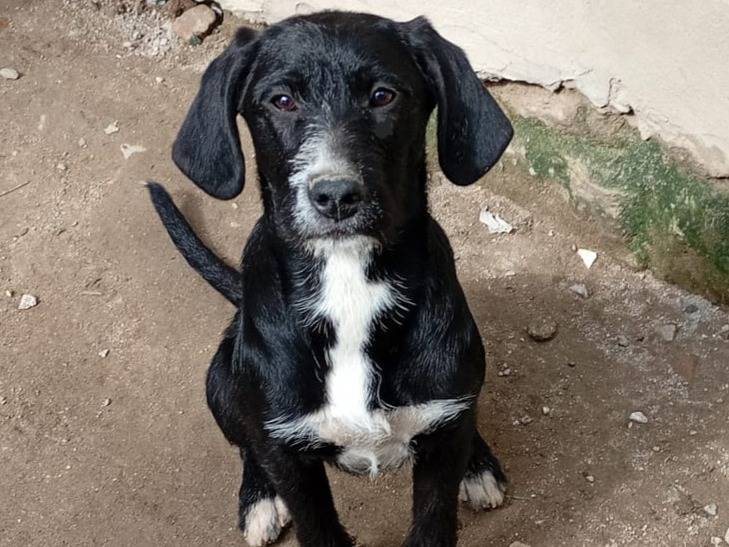 Adotta un cane, taglia media contenuta, femmina, Bologna