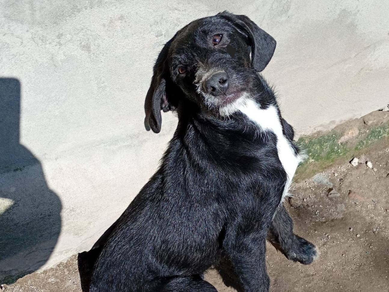 Vuoi adottare un cane a Bologna?