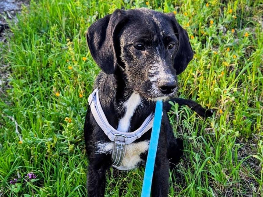 Adotta il cane LUNA MIX SPINONCINA  a Bologna