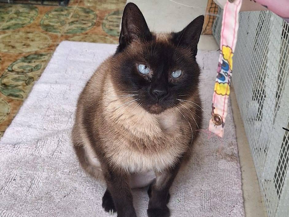 Adozione gatto, femmina, Siamese Razza sconosciuta, 9 anni, taglia non valida, Imperia