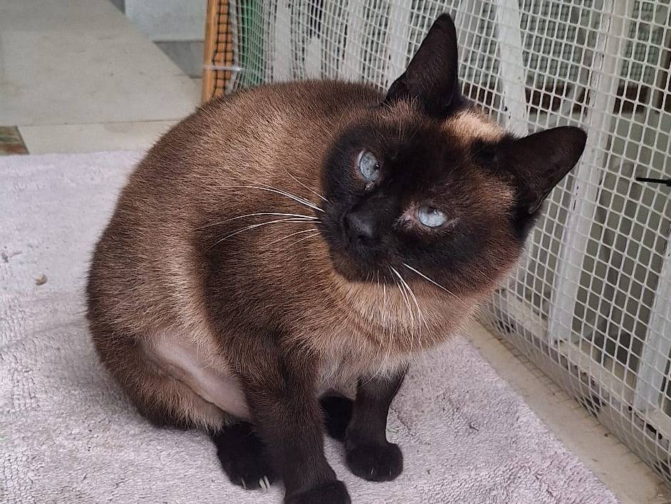 Adotta un gatto, femmina, 9 anni, Imperia