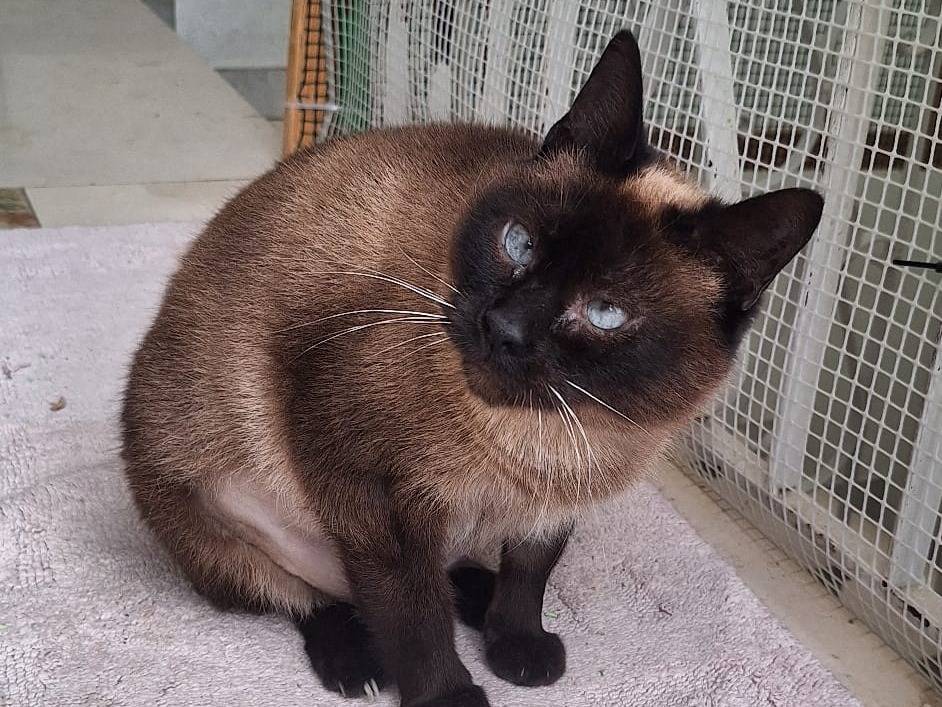 Adotta un gatto, taglia non valida, femmina, Imperia