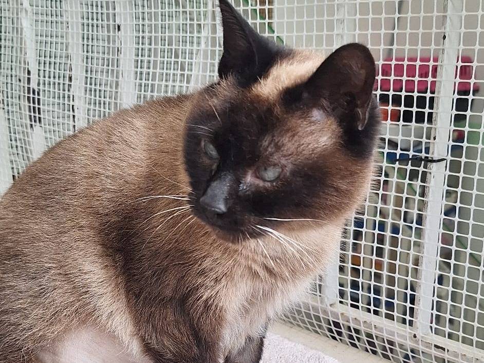 Vuoi adottare un gatto a Imperia?