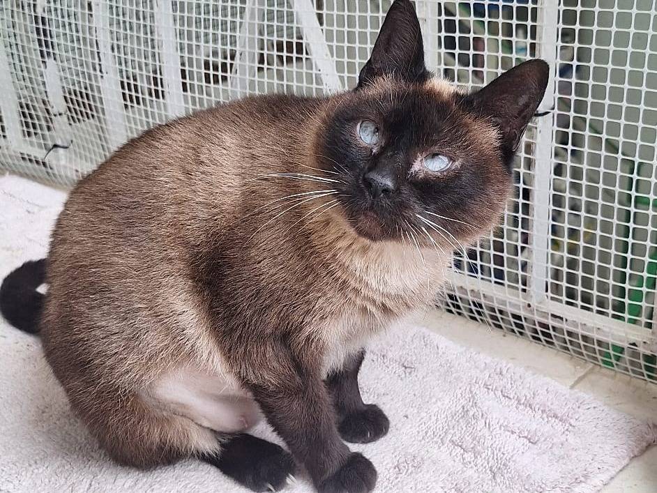 Adotta il gatto Blue a Imperia