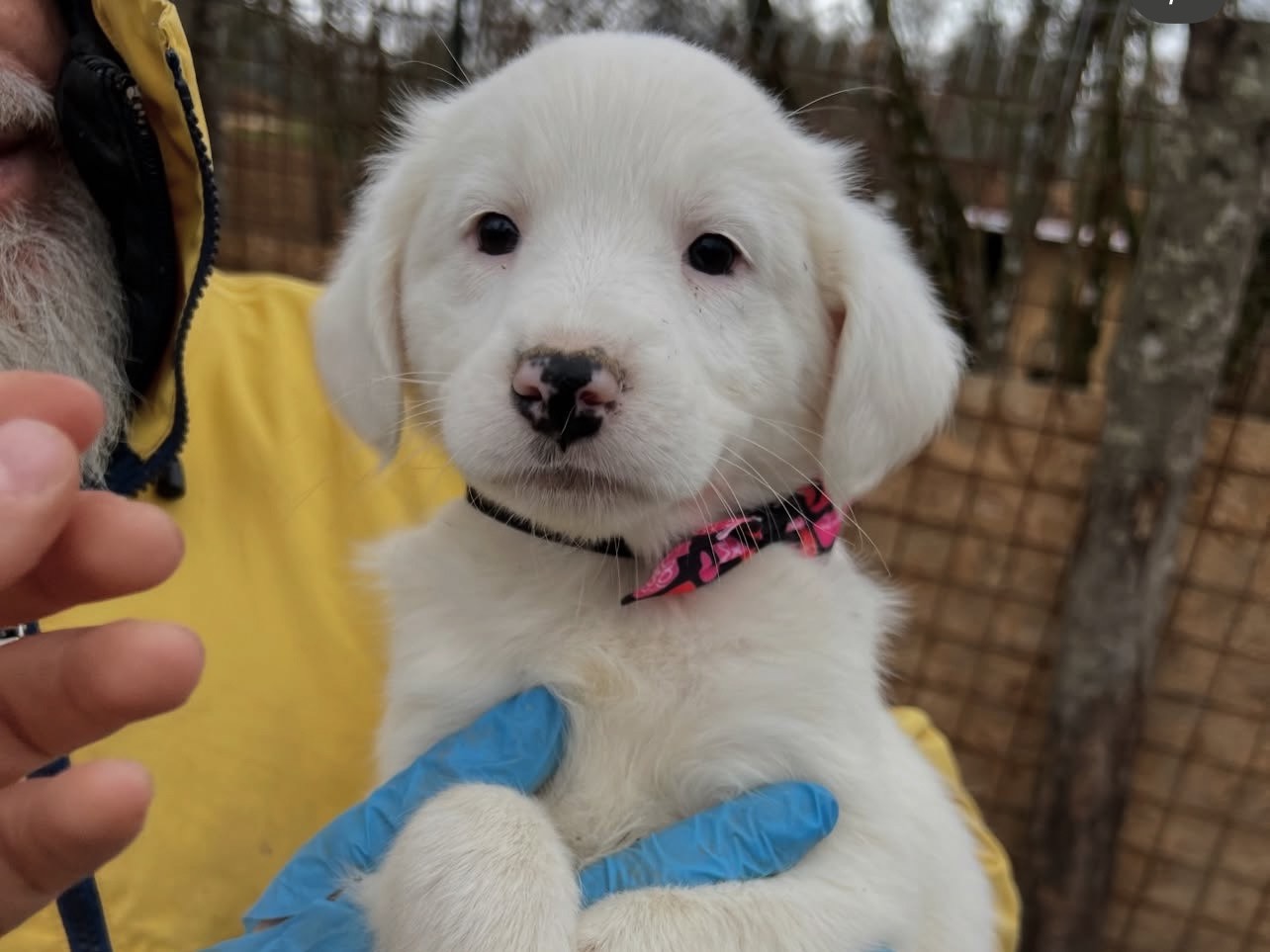 Adozione cane, femmina, Razza sconosciuta Razza sconosciuta, 2 mesi, taglia media, Viterbo