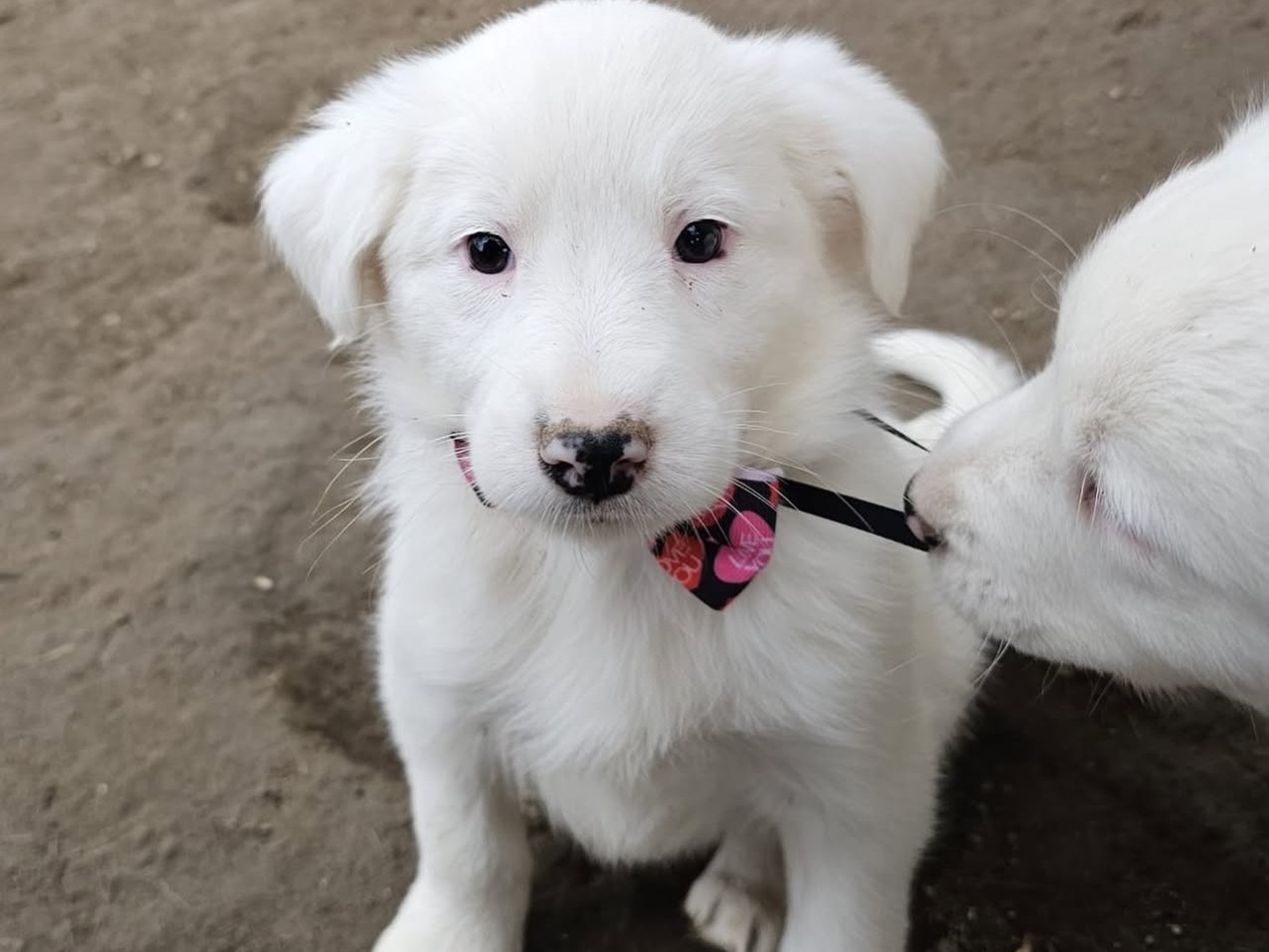 Adotta un cane, taglia media, femmina, Viterbo