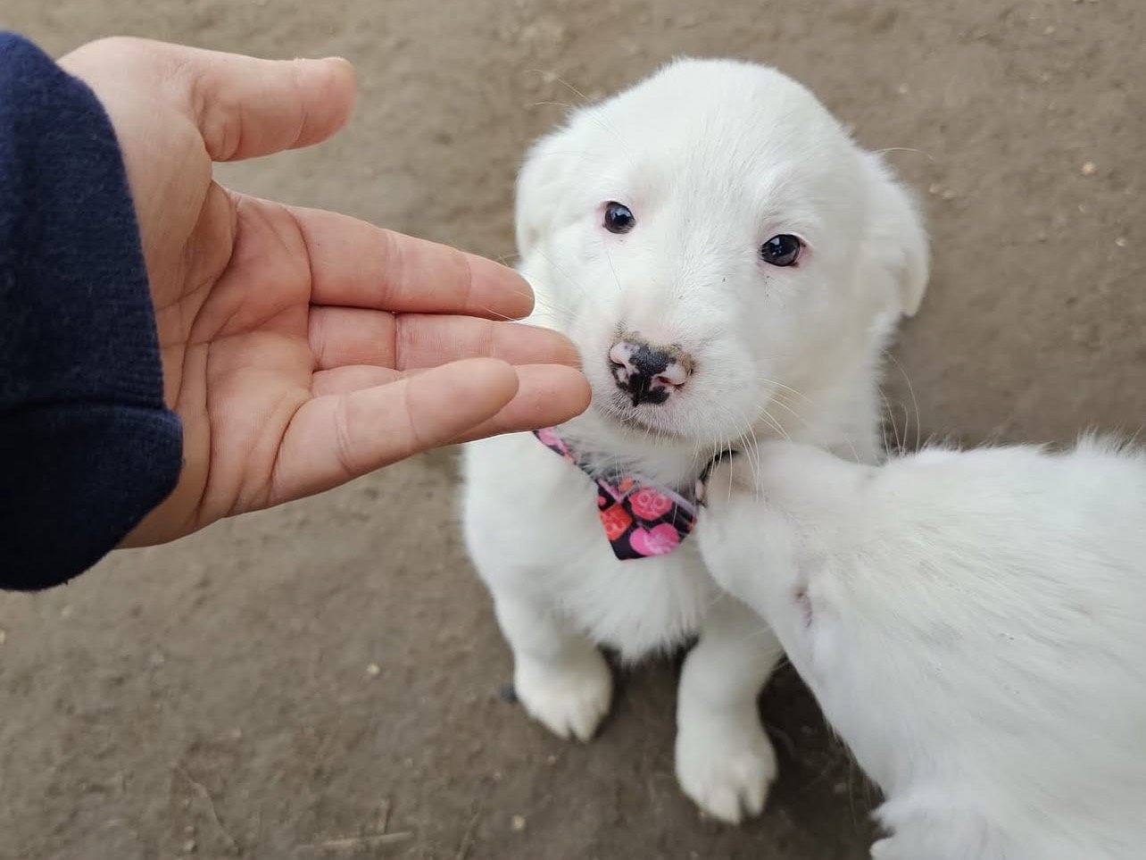 Vuoi adottare un cane a Viterbo?