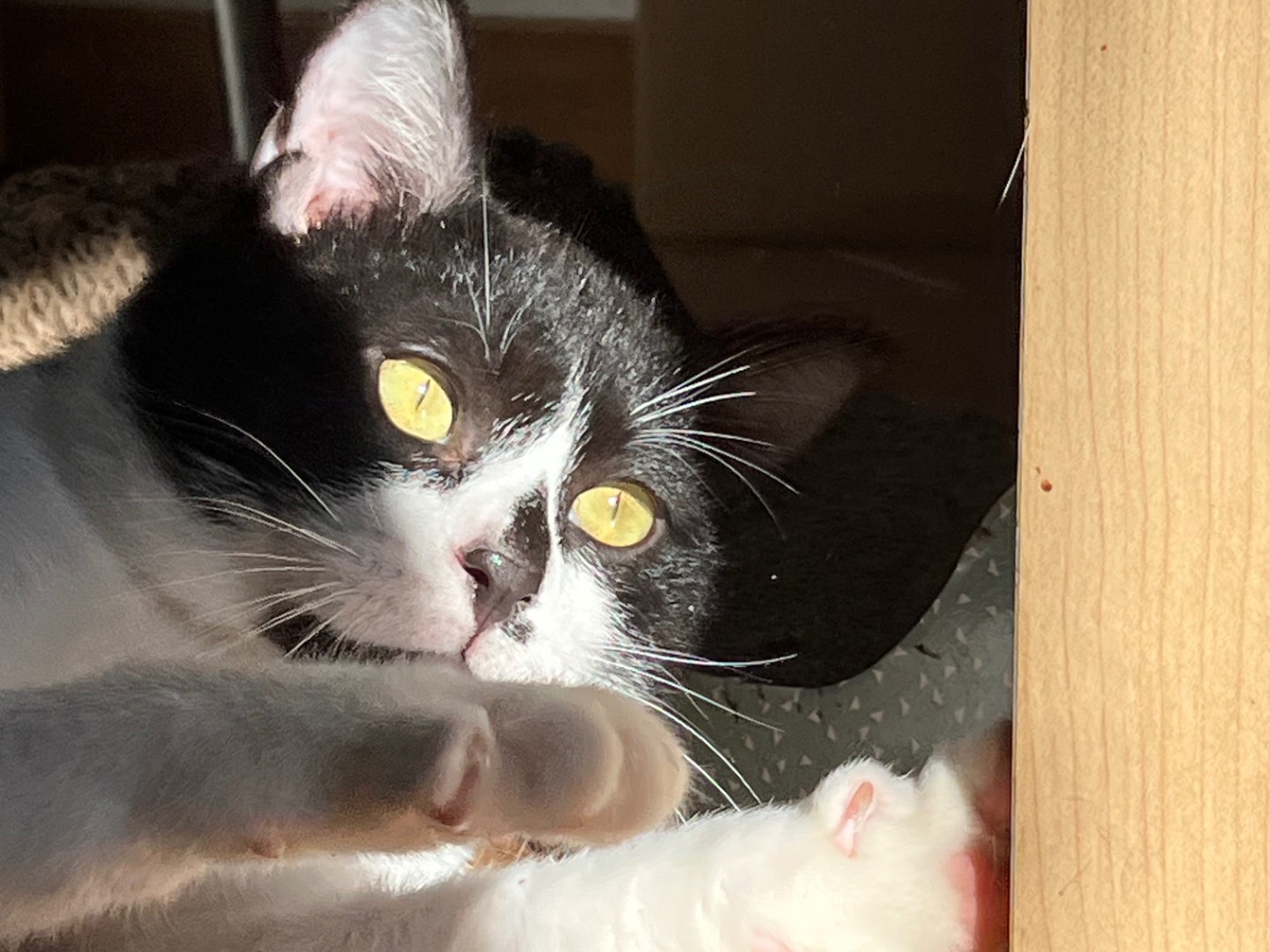 Vuoi adottare un gatto a Roma?